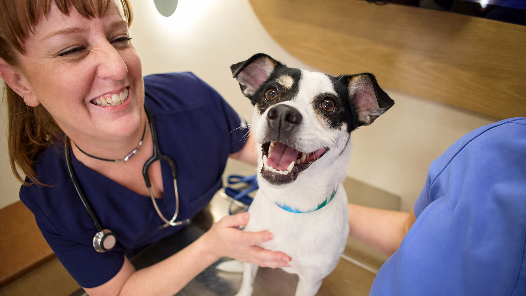 A veterinarian smiling beside a happy dog on a clinic exam table